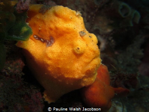 Painted Frogfish, Antennarius pictus, Aer Bajo 3, Lembeh,... by Pauline Walsh Jacobson 